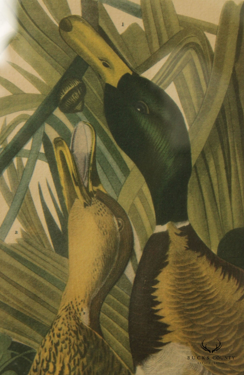 Vintage 20th C. American Craft Print Guild 'Mallard Ducks', After John James Audubon