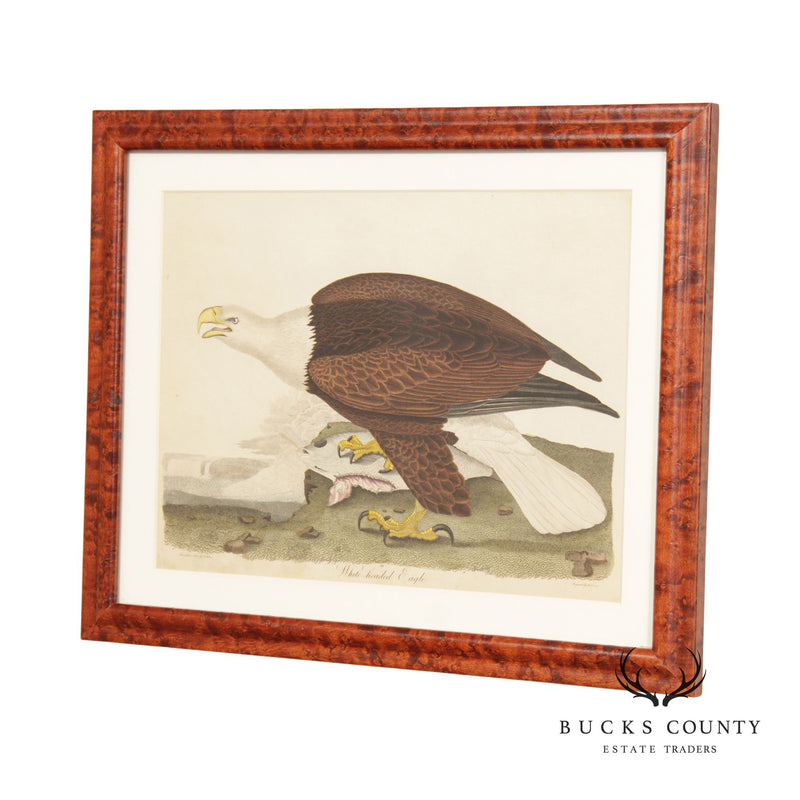 Alexander Lawson 'White-Headed Eagle' Hand Colored Engraving