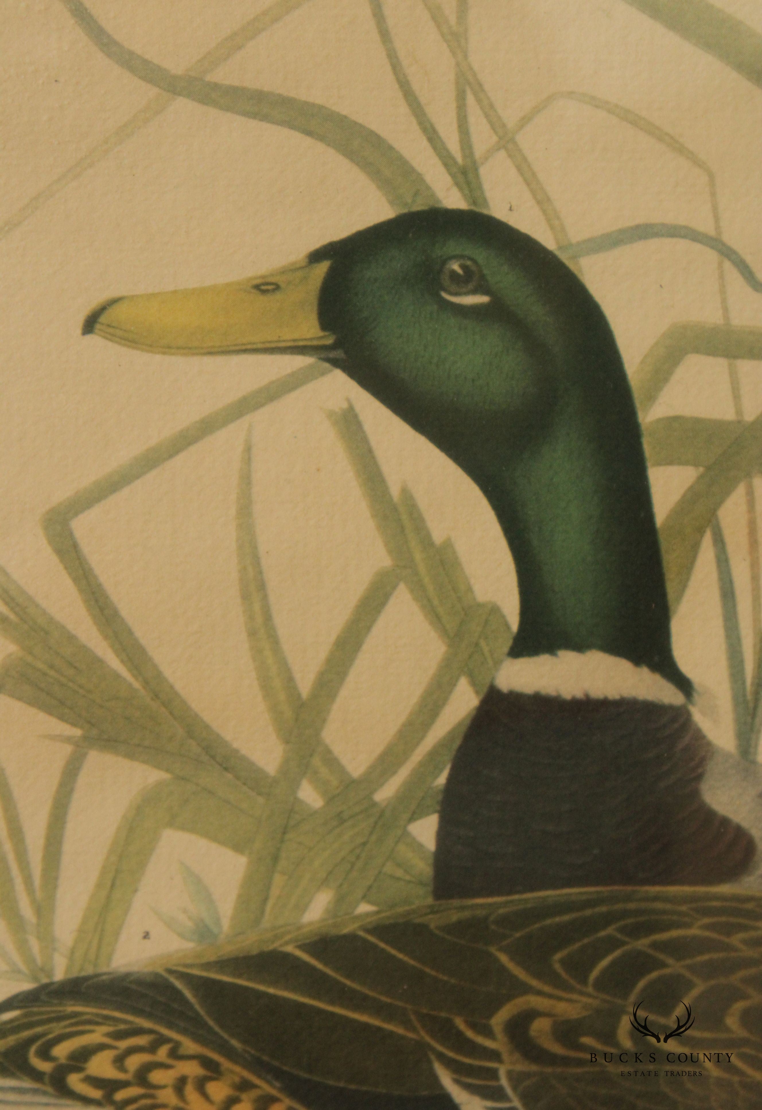 Vintage 20th C. American Craft Print Guild 'Mallard Ducks', After John James Audubon