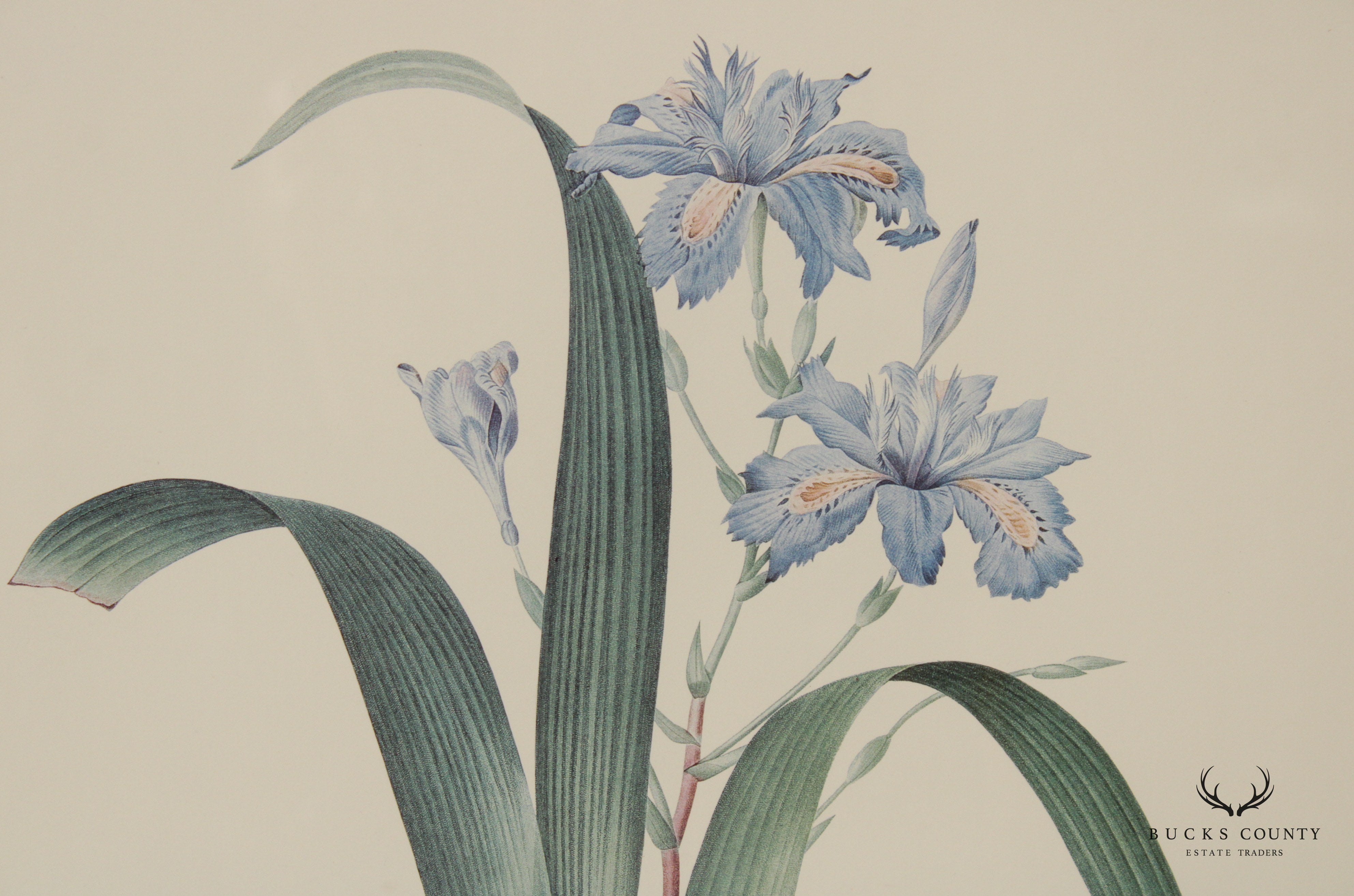 Vintage Pair of Iris Botanical Prints After Pierre-Joseph Redouté