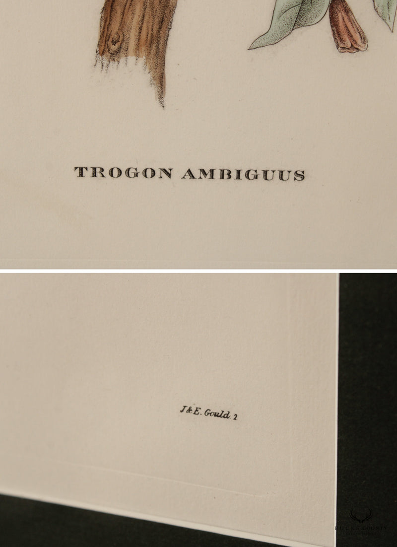 Vintage 'Trogon Ambiguus' Bird Print After John Gould