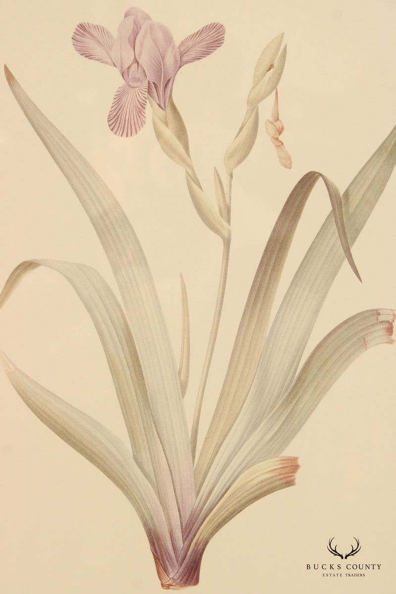 Vintage Pair Floral Botanical Prints After Pierre-Joseph Redouté