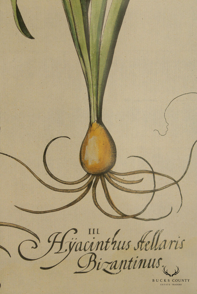 Botanical 'Hortus Eystettensis' Plate no. 45 Etching, After Basilius Besler
