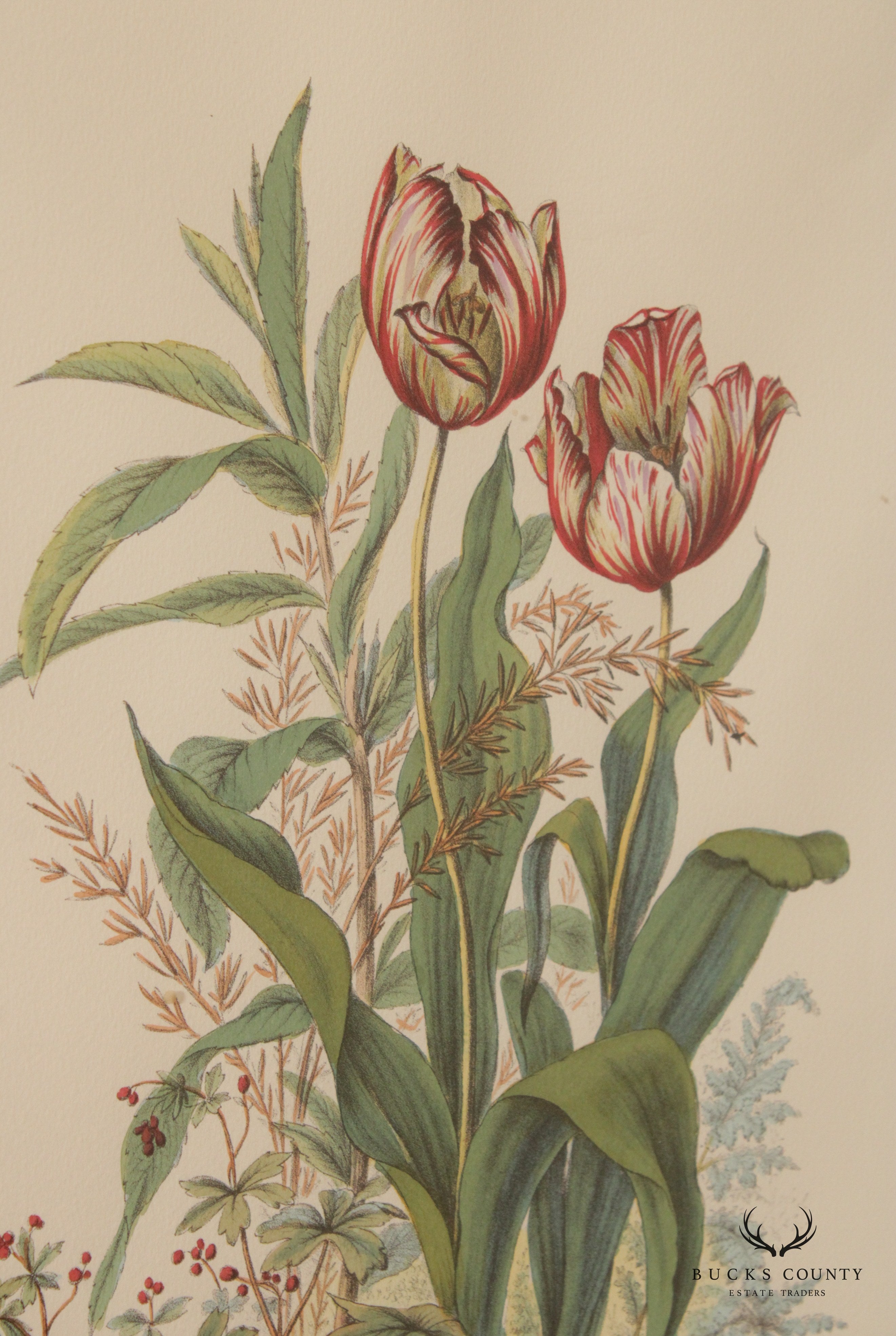 Vintage Tulip Botanical Lithograph Print Signed 'H. Ryan'