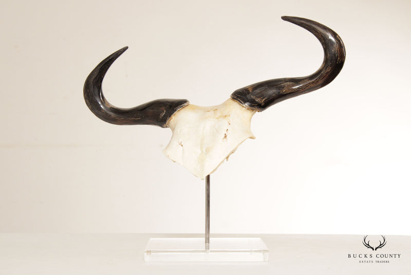 Antler Mount Partial Bison Skull with Horns