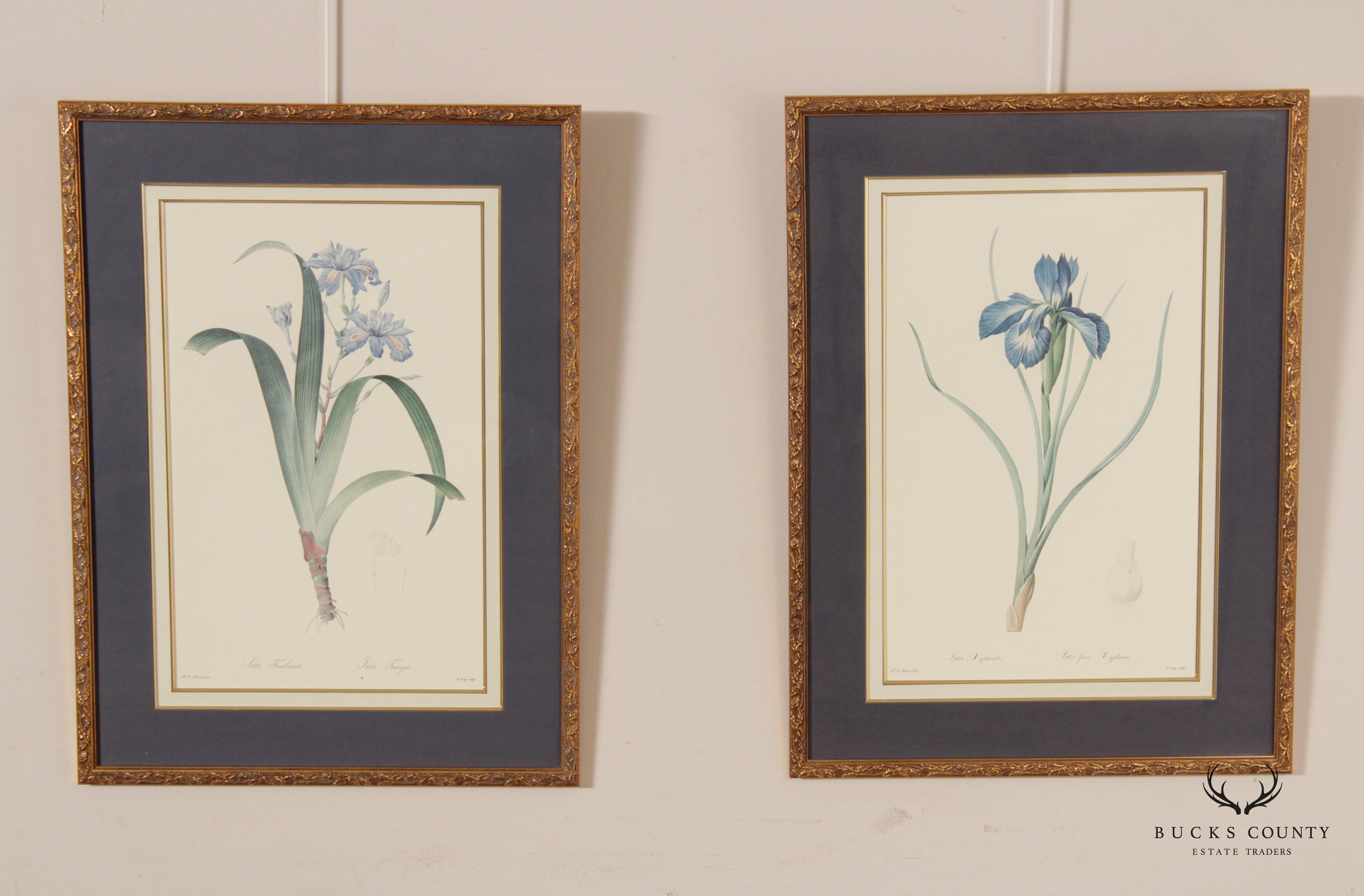 Vintage Pair of Iris Botanical Prints After Pierre-Joseph Redouté