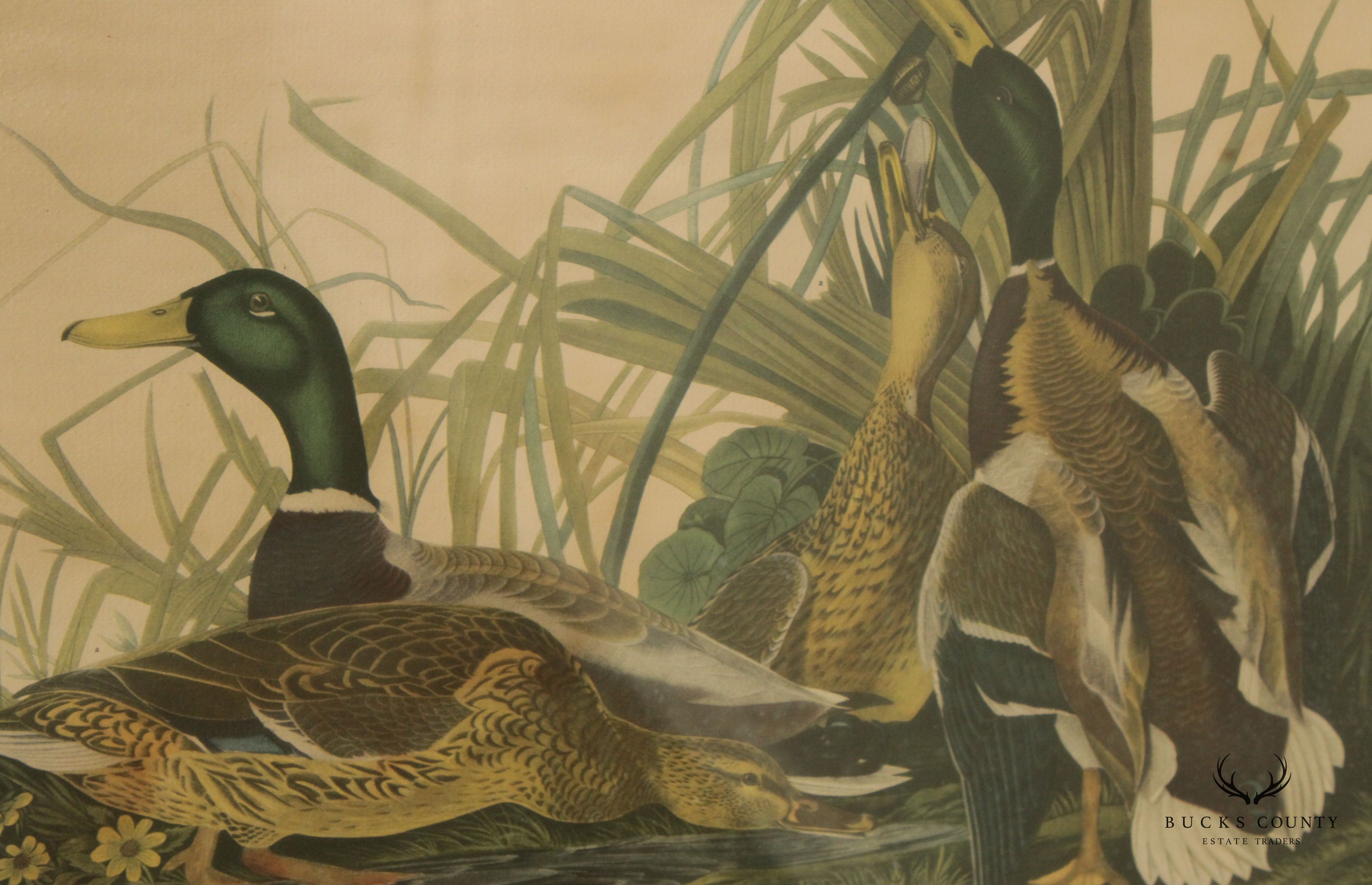 Vintage 20th C. American Craft Print Guild 'Mallard Ducks', After John James Audubon