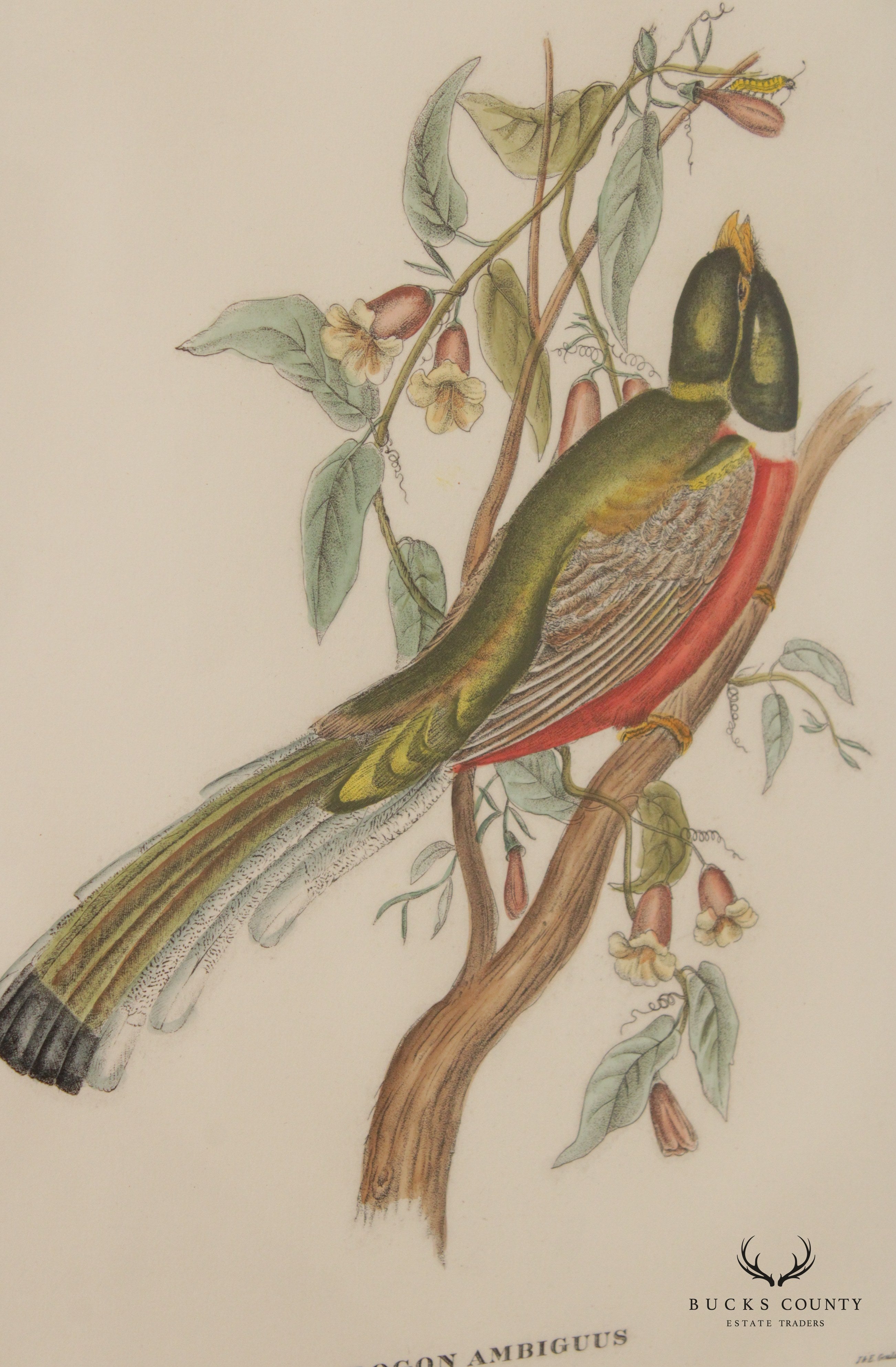 Vintage 'Trogon Ambiguus' Bird Print After John Gould