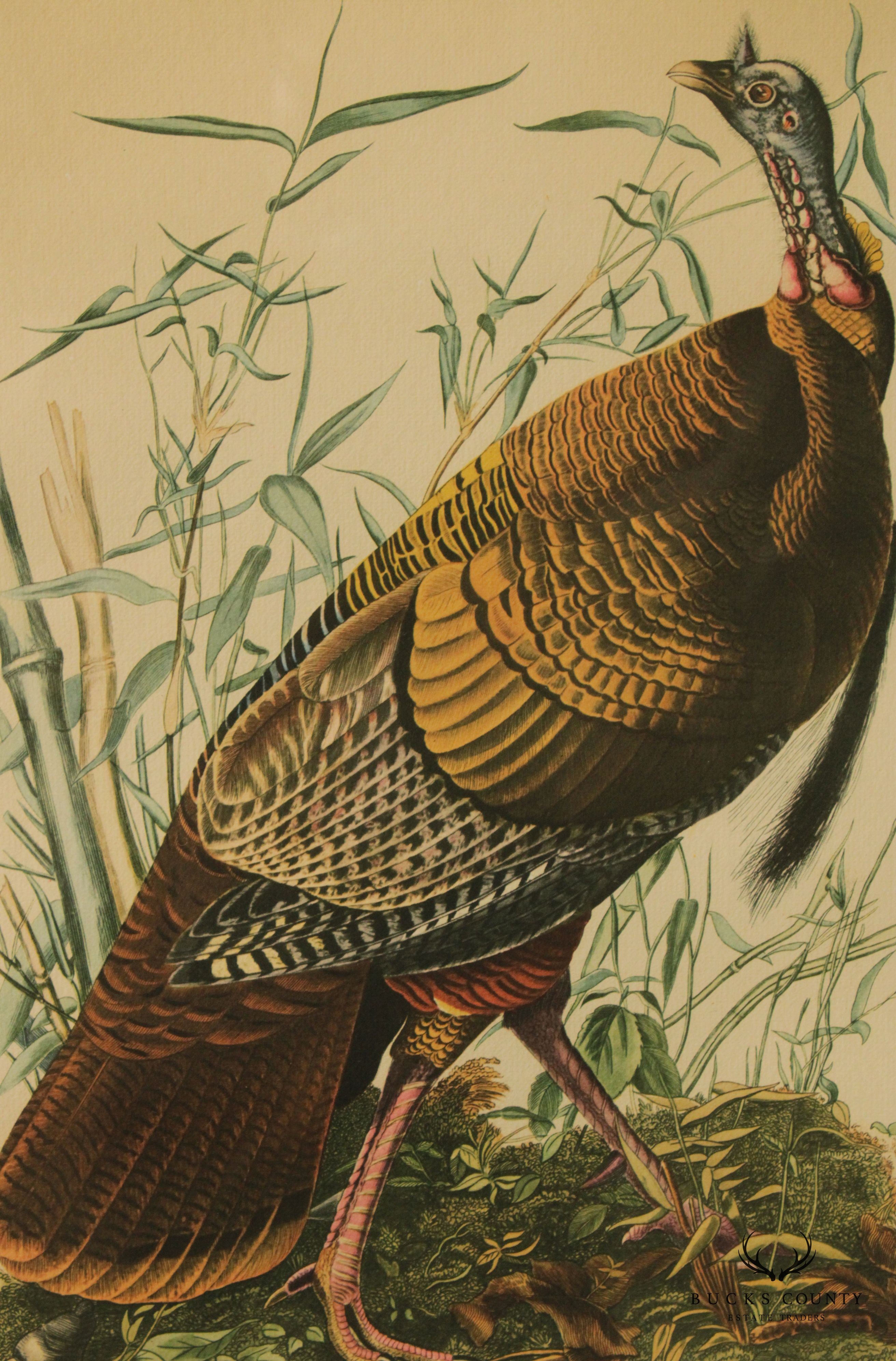 Vintage 20th C. American Craft Print Guild Wild Turkey, After John James Audubon