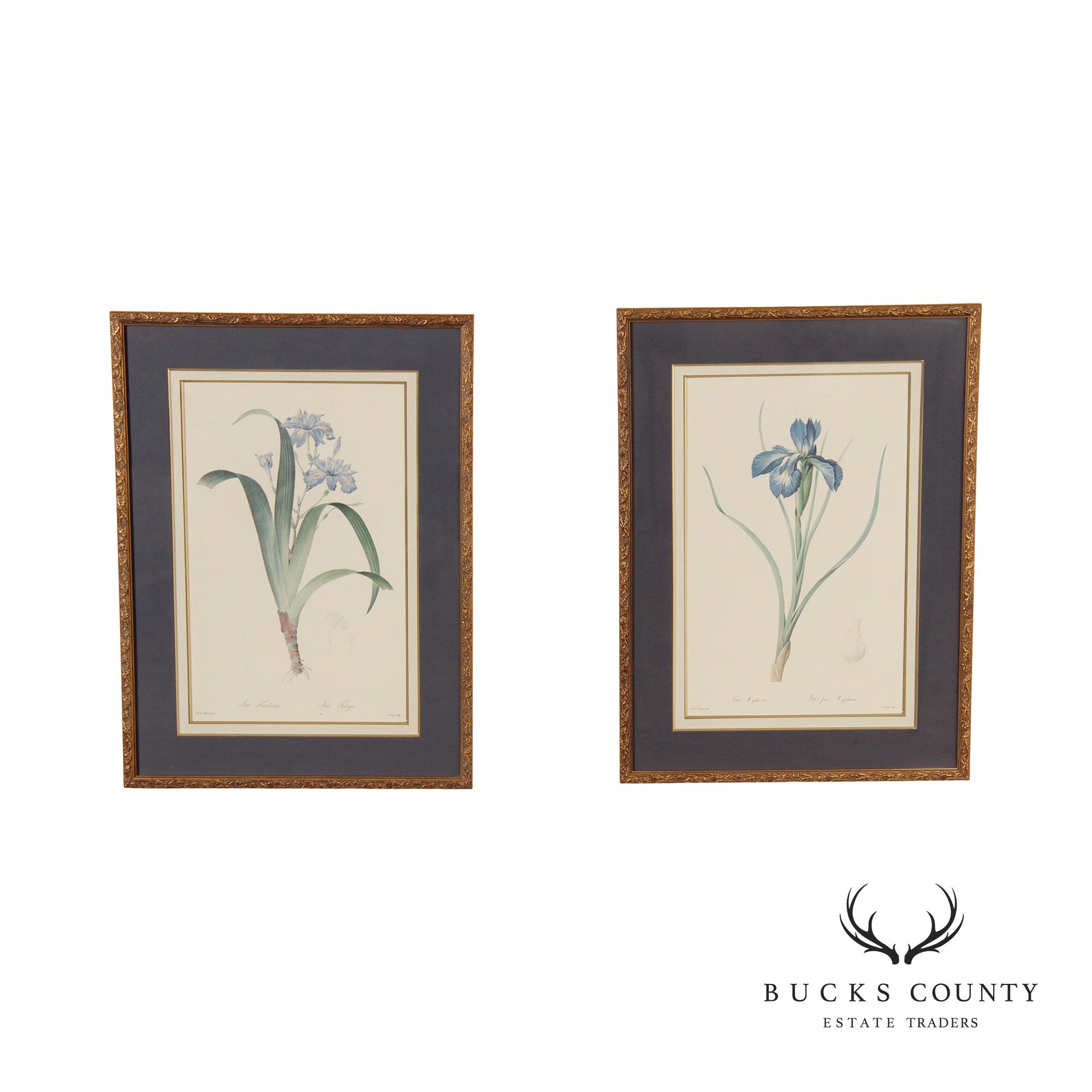 Vintage Pair of Iris Botanical Prints After Pierre-Joseph Redouté