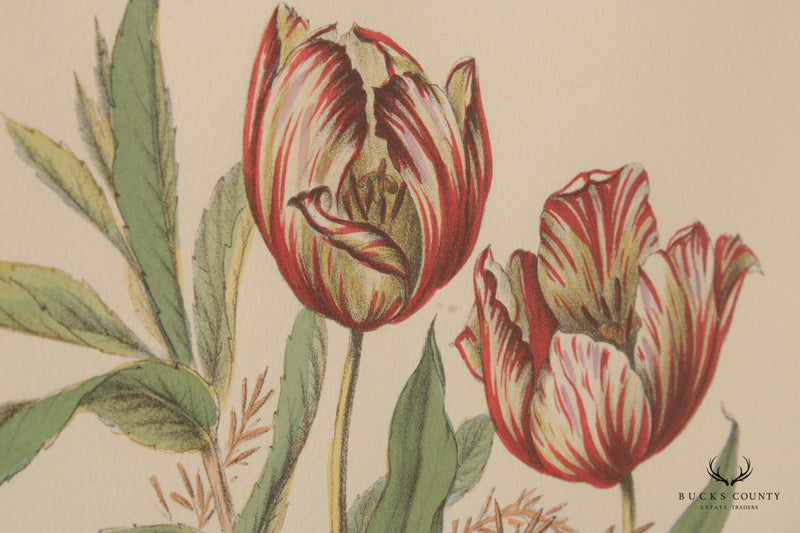 Vintage Tulip Botanical Lithograph Print Signed 'H. Ryan'