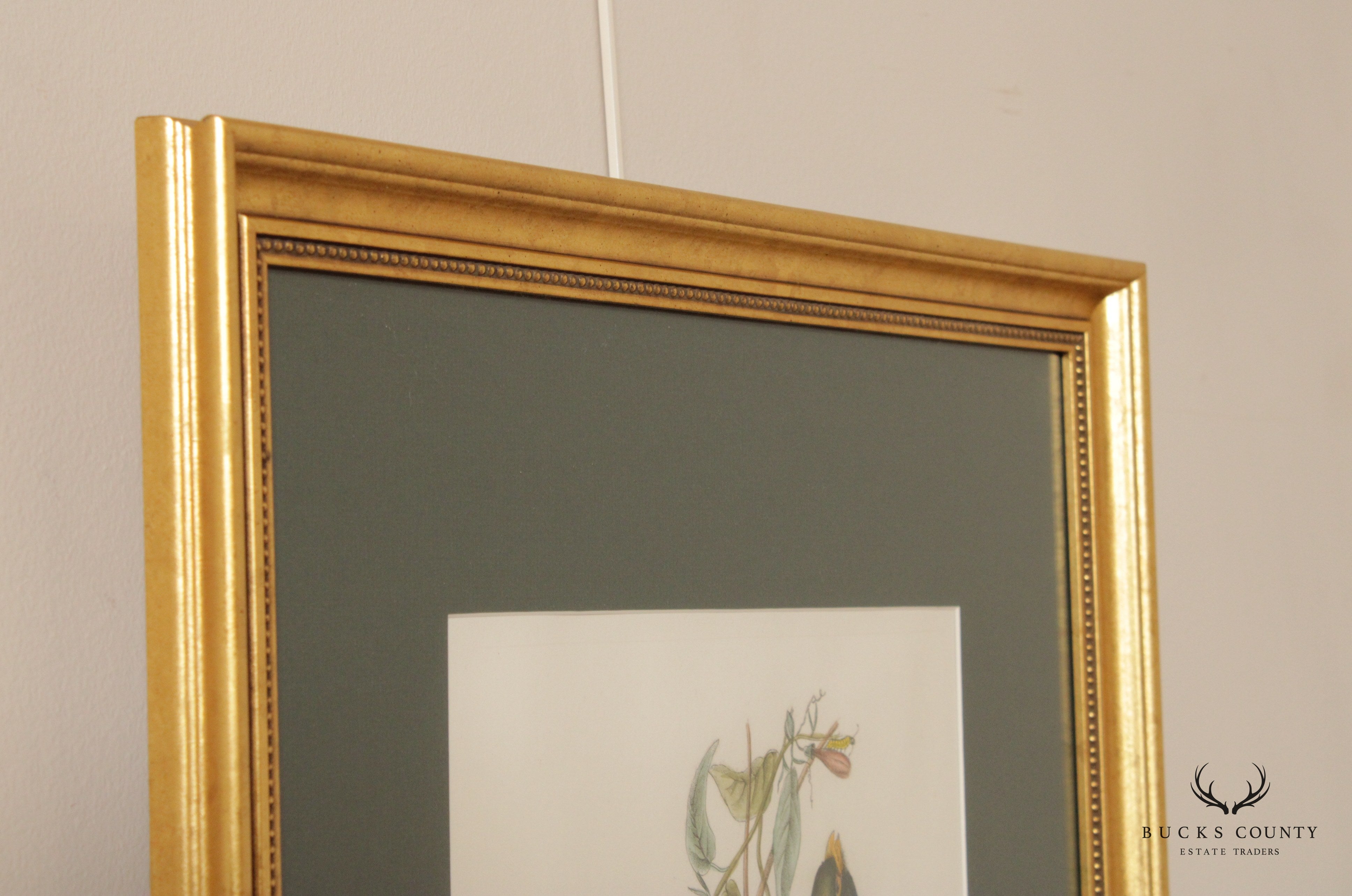 Vintage 'Trogon Ambiguus' Bird Print After John Gould