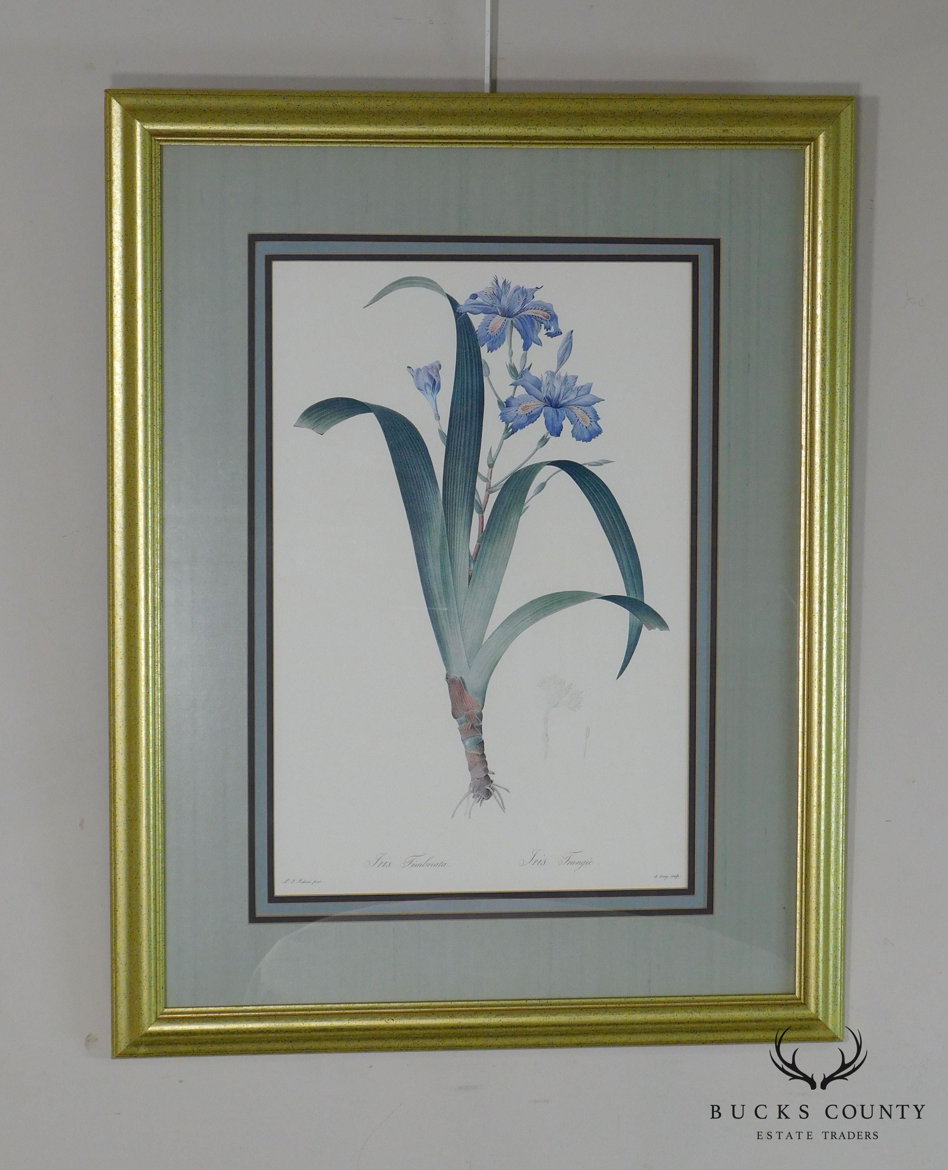 Redouté "iris Fimbriata Iris Frangée" Art Print on Paper Framed