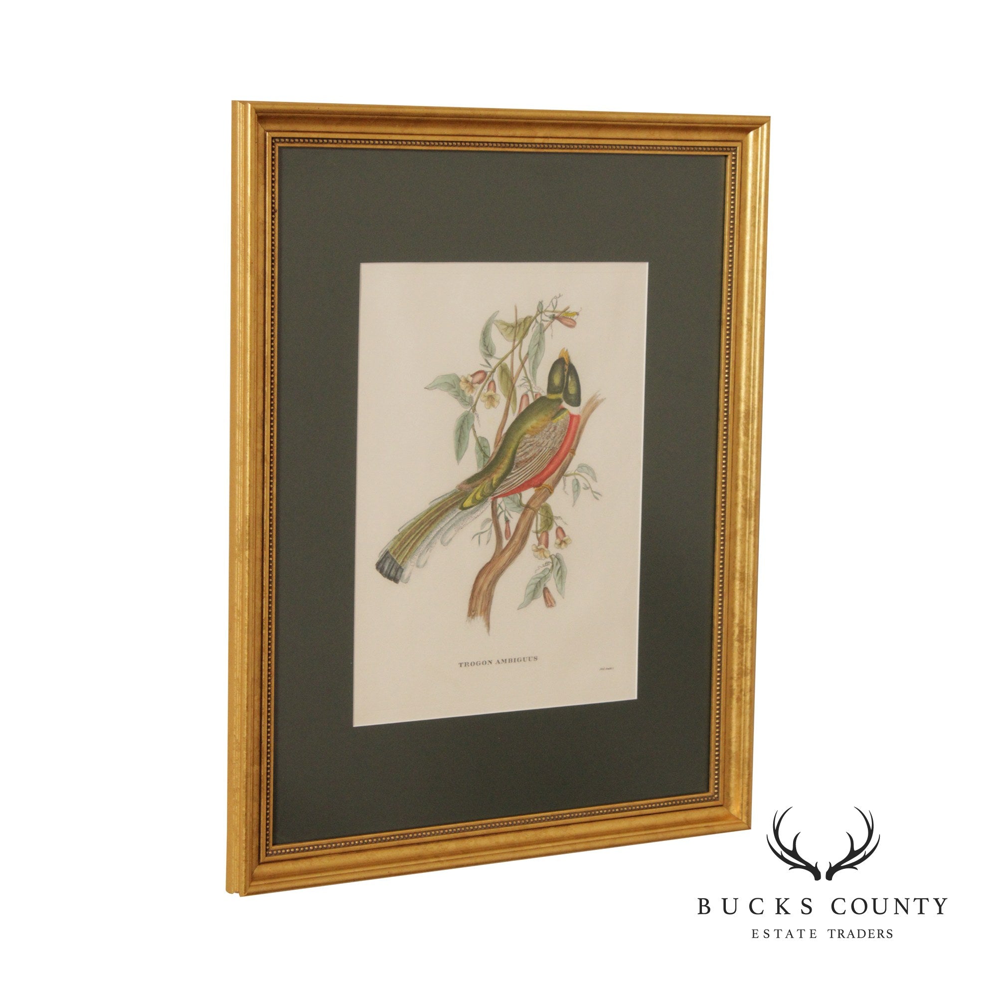 Vintage 'Trogon Ambiguus' Bird Print After John Gould