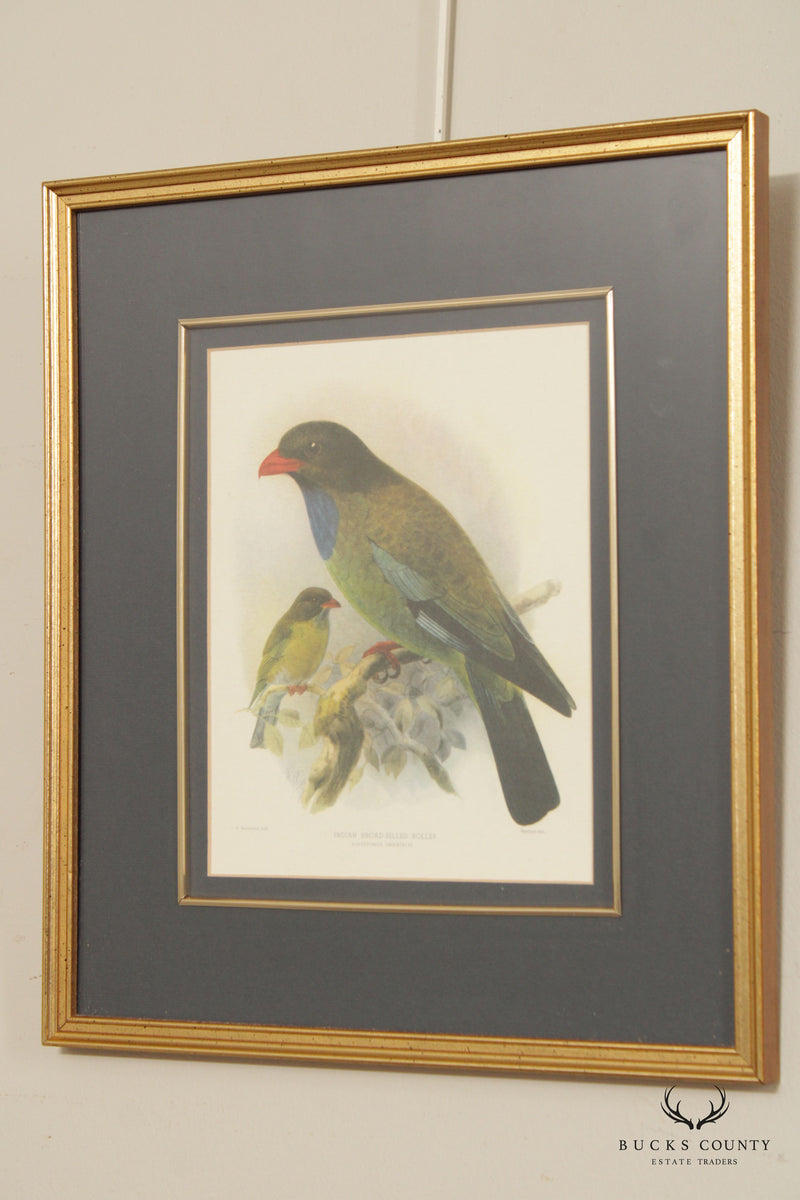 John Gerrard Keulemans Pair Ornithological Illustration Lithograph Prints