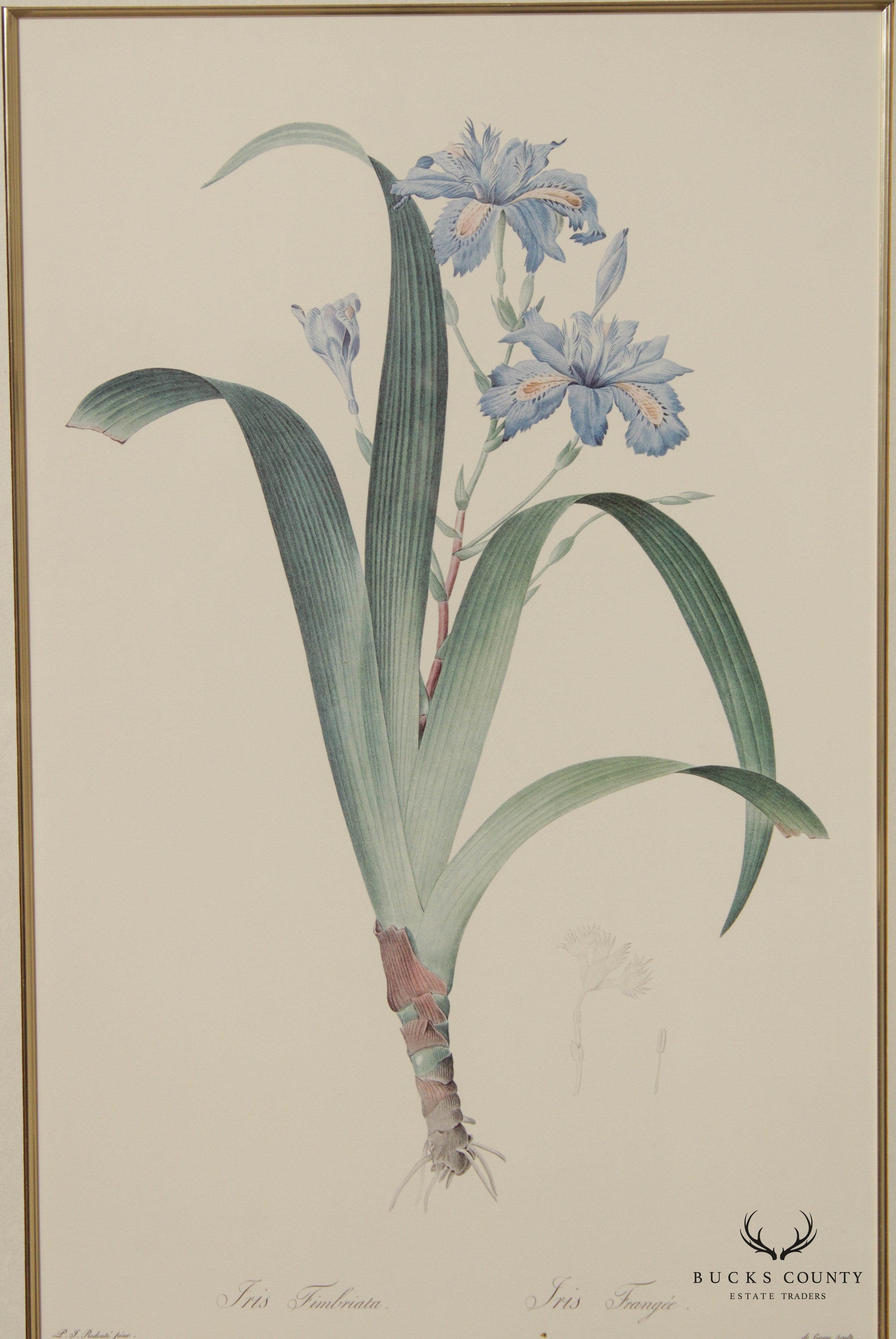 Vintage Pair of Iris Botanical Prints After Pierre-Joseph Redouté