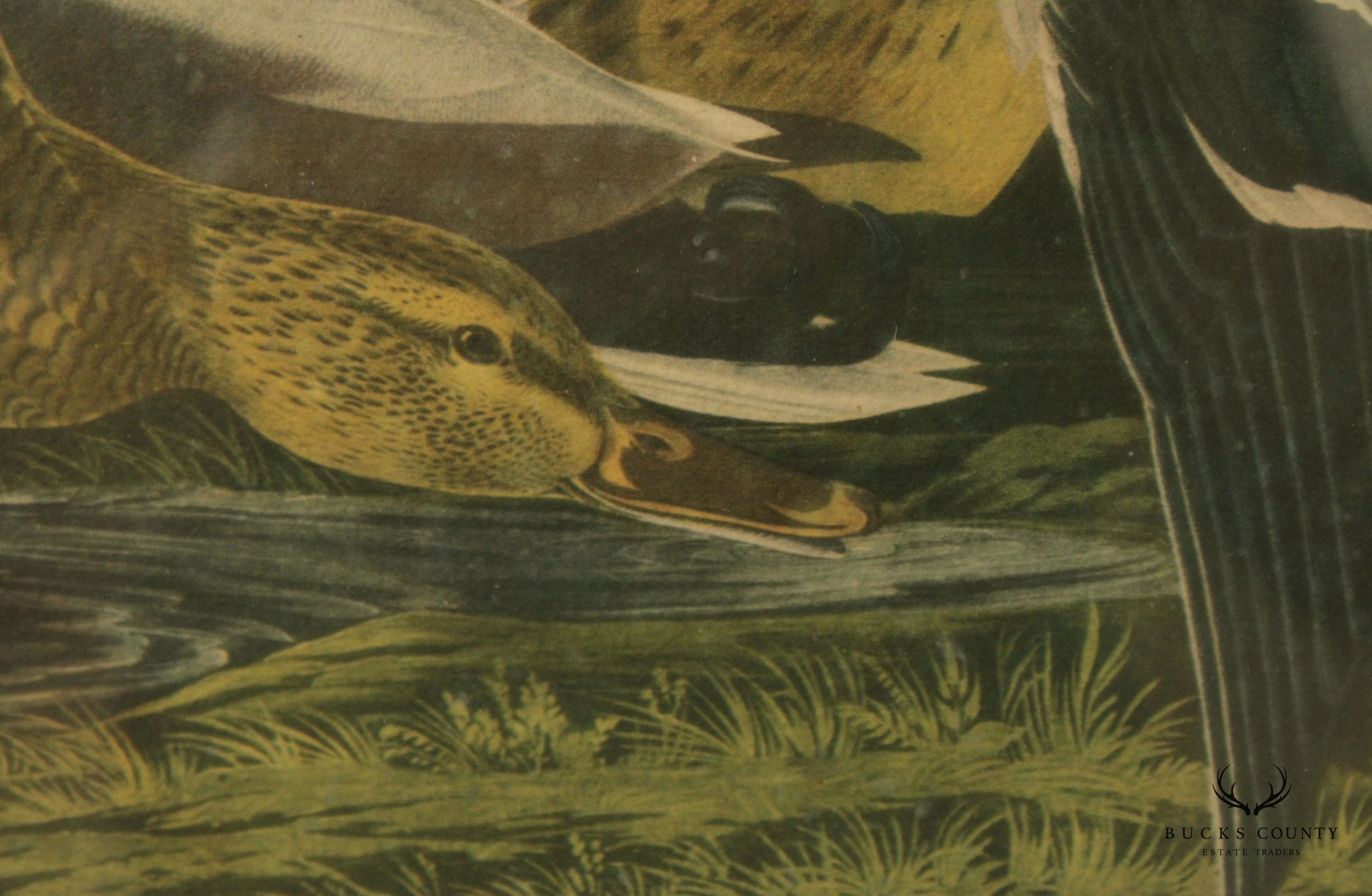 Vintage 20th C. American Craft Print Guild 'Mallard Ducks', After John James Audubon