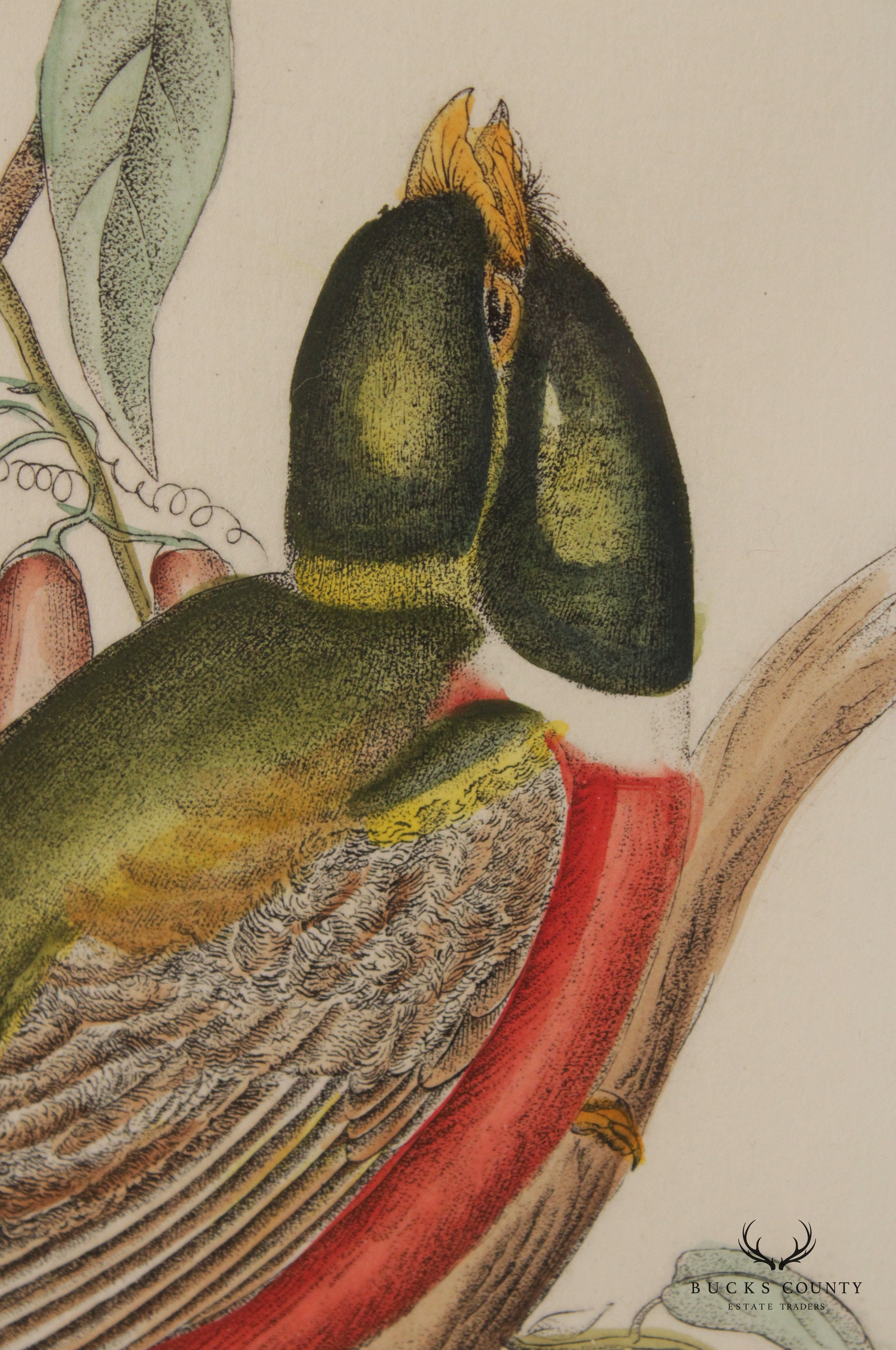 Vintage 'Trogon Ambiguus' Bird Print After John Gould