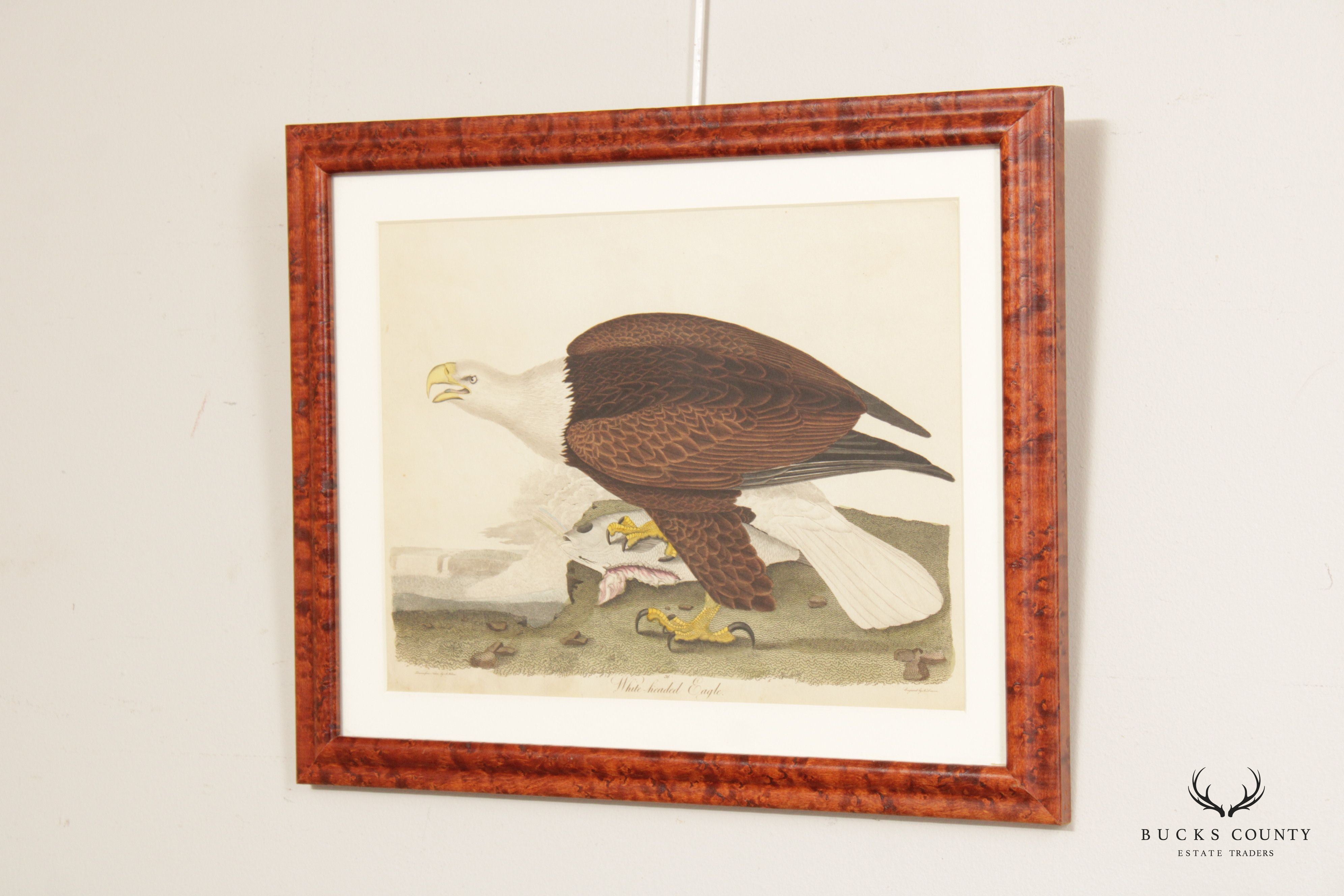 Alexander Lawson 'White-Headed Eagle' Hand Colored Engraving