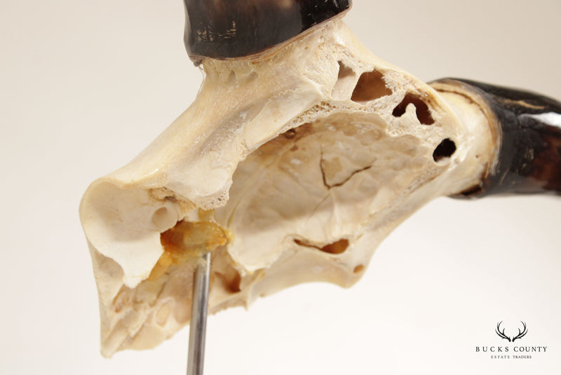 Antler Mount Partial Bison Skull with Horns