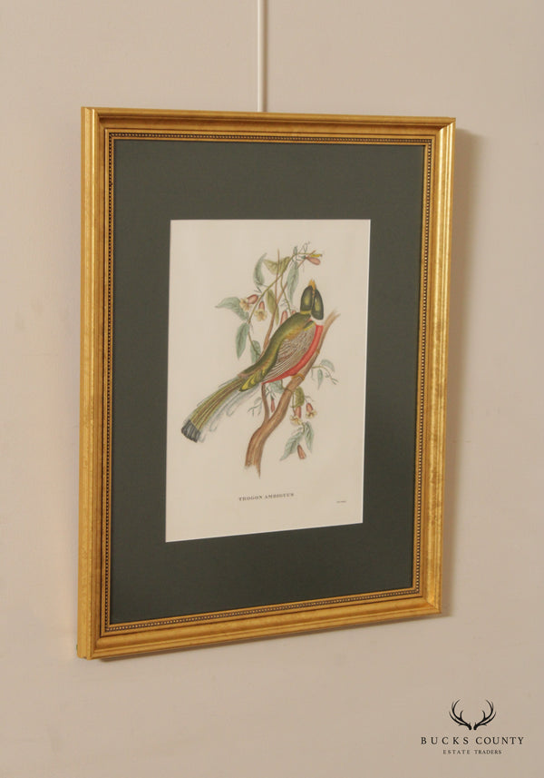 Vintage 'Trogon Ambiguus' Bird Print After John Gould