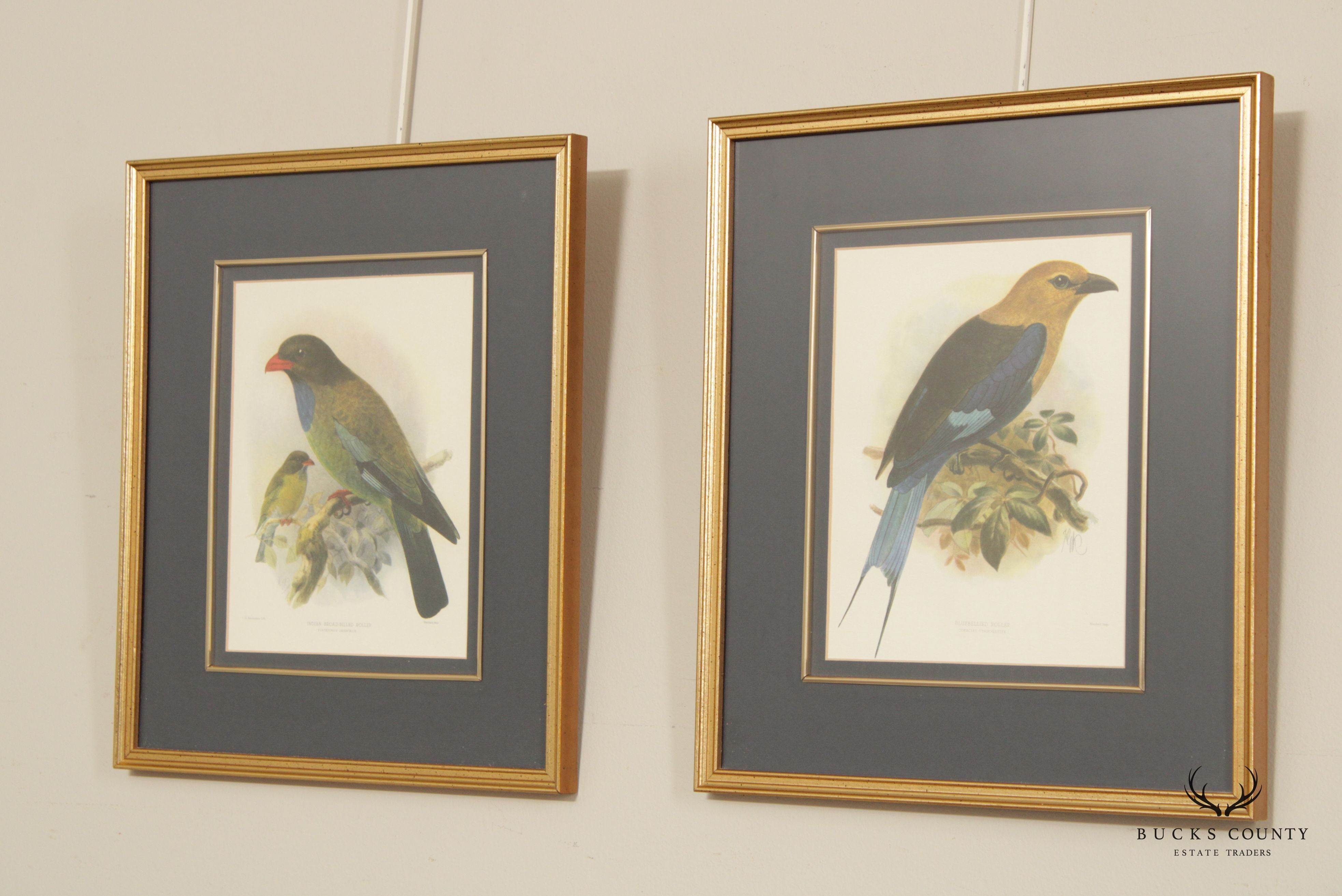 John Gerrard Keulemans Pair Ornithological Illustration Lithograph Prints