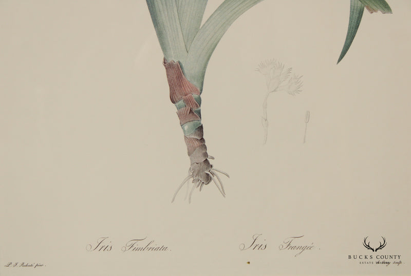 Vintage Pair of Iris Botanical Prints After Pierre-Joseph Redouté