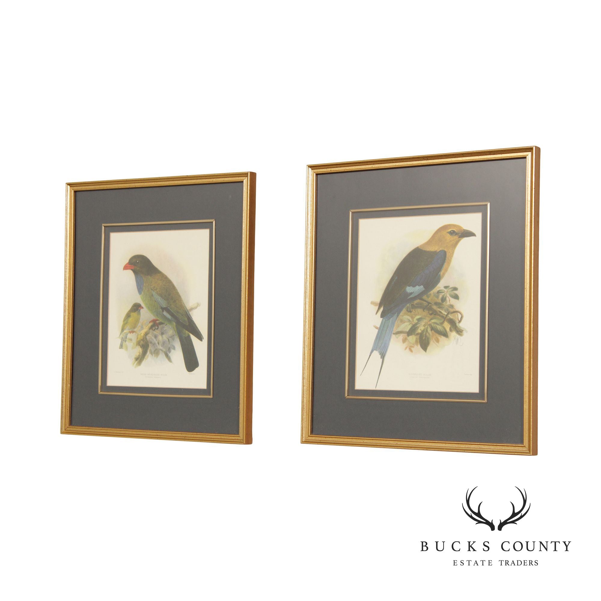 John Gerrard Keulemans Pair Ornithological Illustration Lithograph Prints