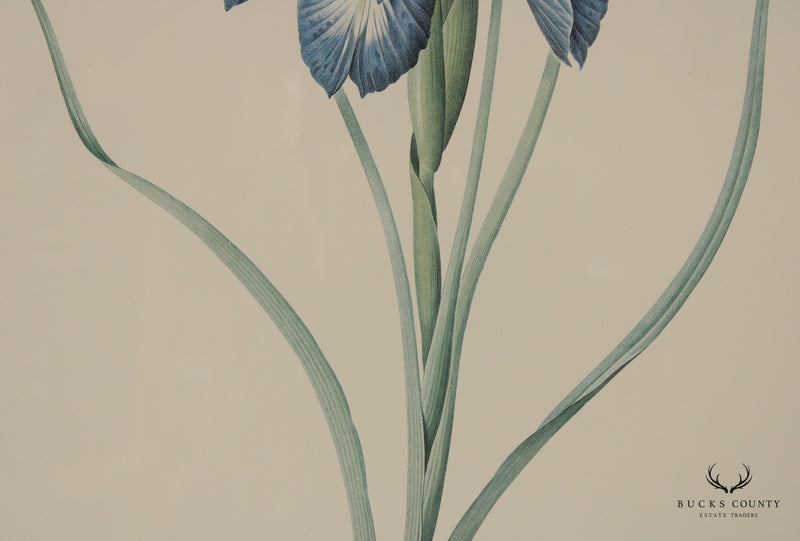 Vintage Pair of Iris Botanical Prints After Pierre-Joseph Redouté