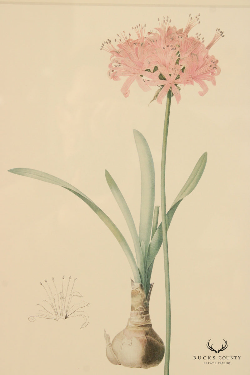 Vintage Pair Floral Botanical Prints After Pierre-Joseph Redouté