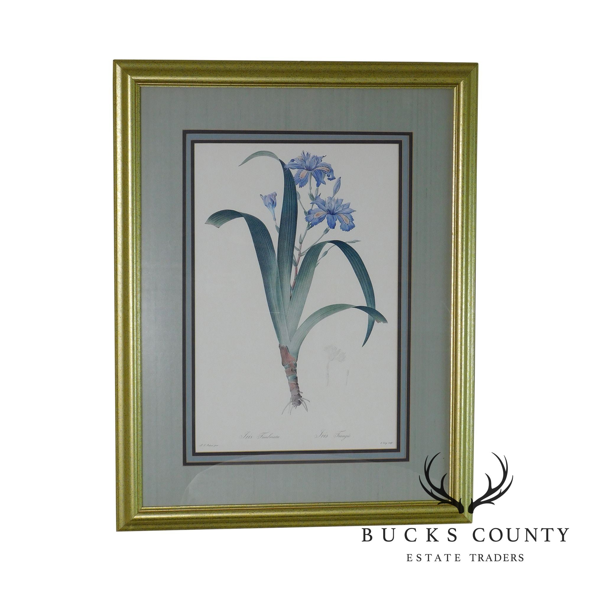 Redouté "iris Fimbriata Iris Frangée" Art Print on Paper Framed