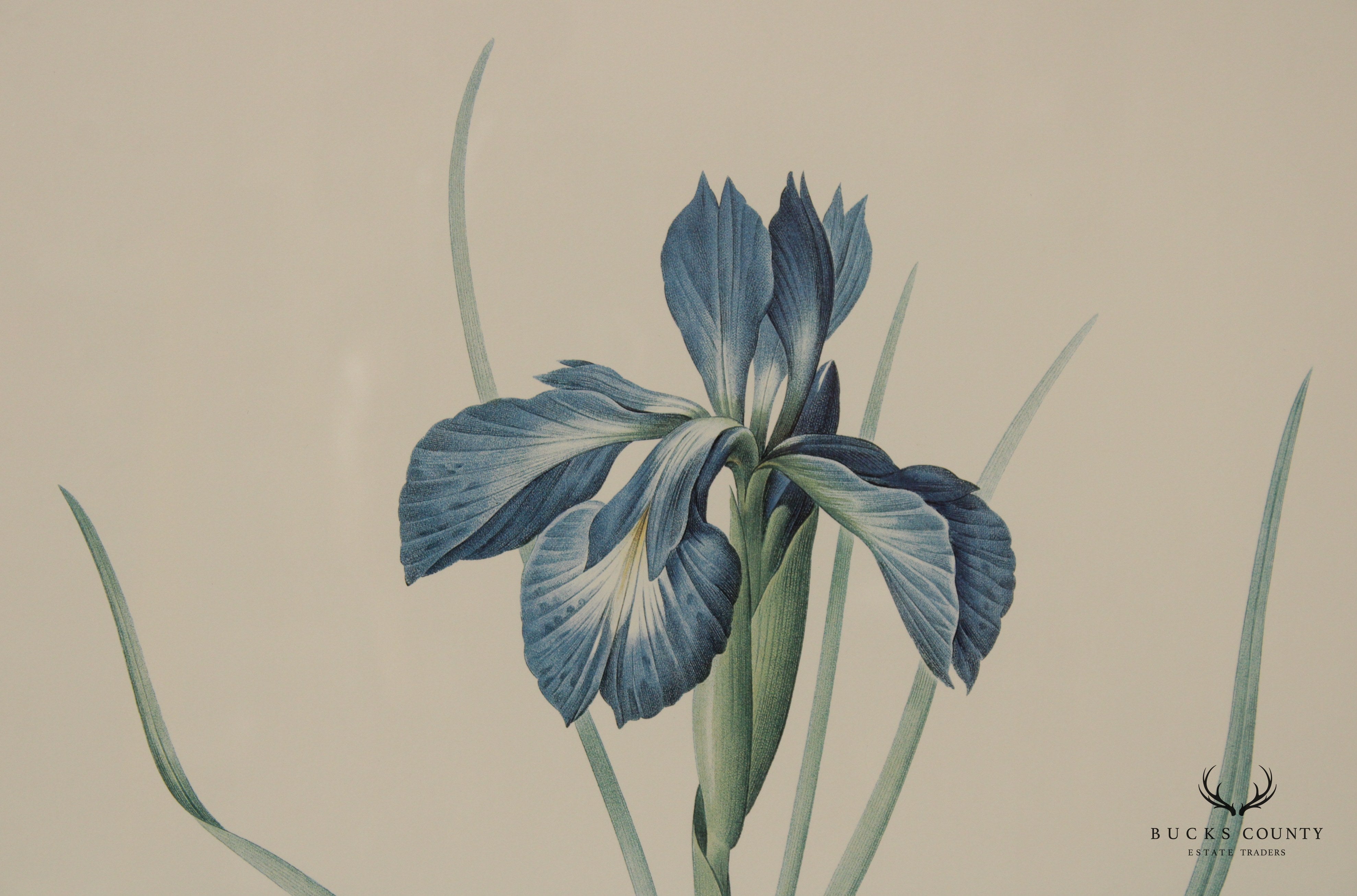 Vintage Pair of Iris Botanical Prints After Pierre-Joseph Redouté