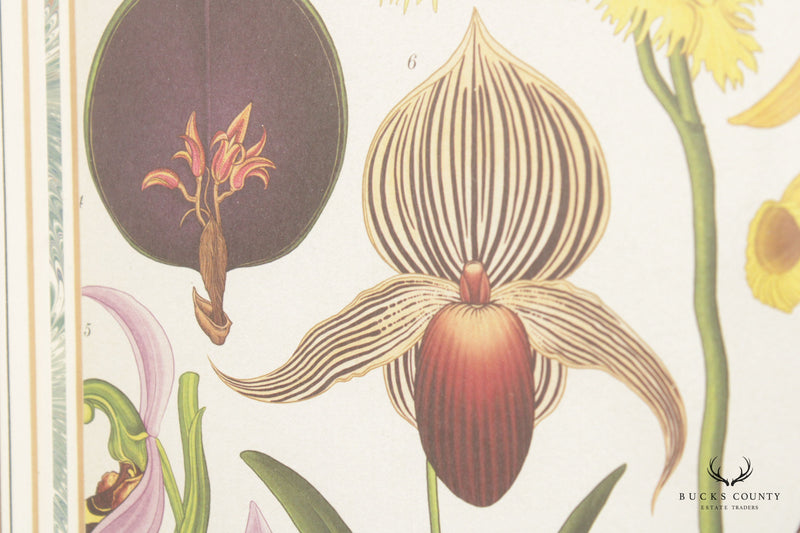 Katie Scott Orchids Botanical Illustration Print, Custom Framed